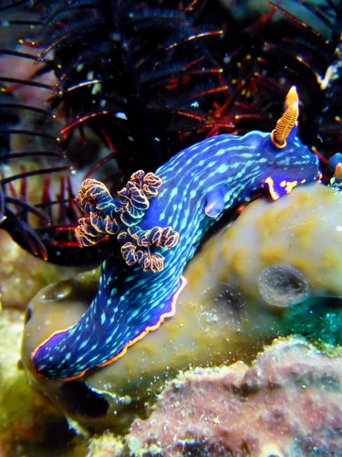 Dusky Nembrotha (Nembrotha kubaryana)