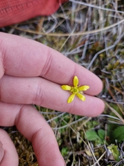 Ranunculus gracilipes