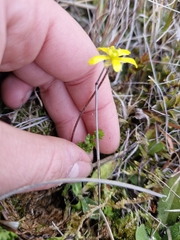 Ranunculus gracilipes, photograph (c) Irisa Hudson, some rights reserved (CC BY)