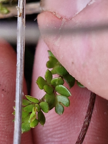 Ranunculus gracilipes, photograph 3