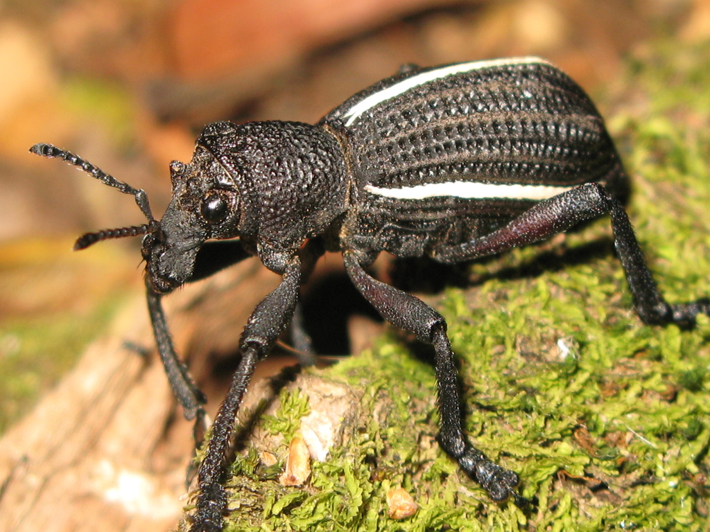 Aegorhinus suturalis