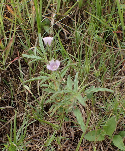 Monsonia angustifolia