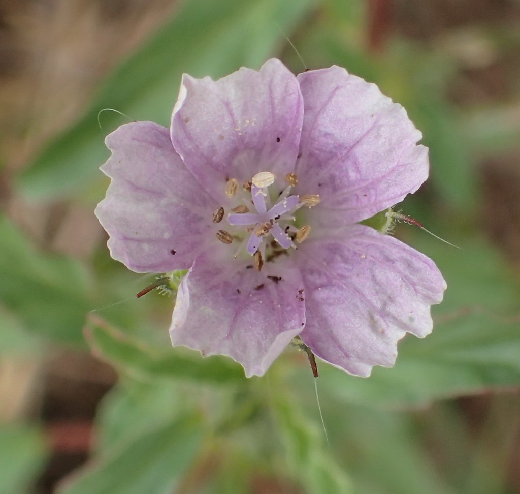 Monsonia angustifolia, Necsa, Hartbeespoort, South Africa