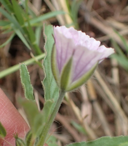Monsonia angustifolia