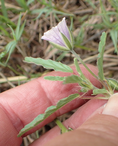 Monsonia angustifolia