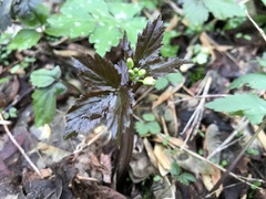 Cardamine diphylla