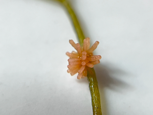 Janczewskia lappacea, 2026-05-01