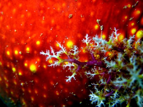 Violet Sea Apple (Pseudocolochirus violaceus)