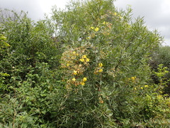 Sphedamnocarpus pruriens