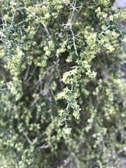 Galium stellatum