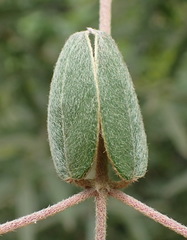 Sphedamnocarpus pruriens