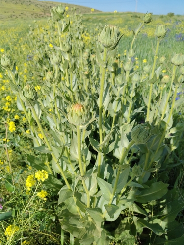 Carthamus helenioides