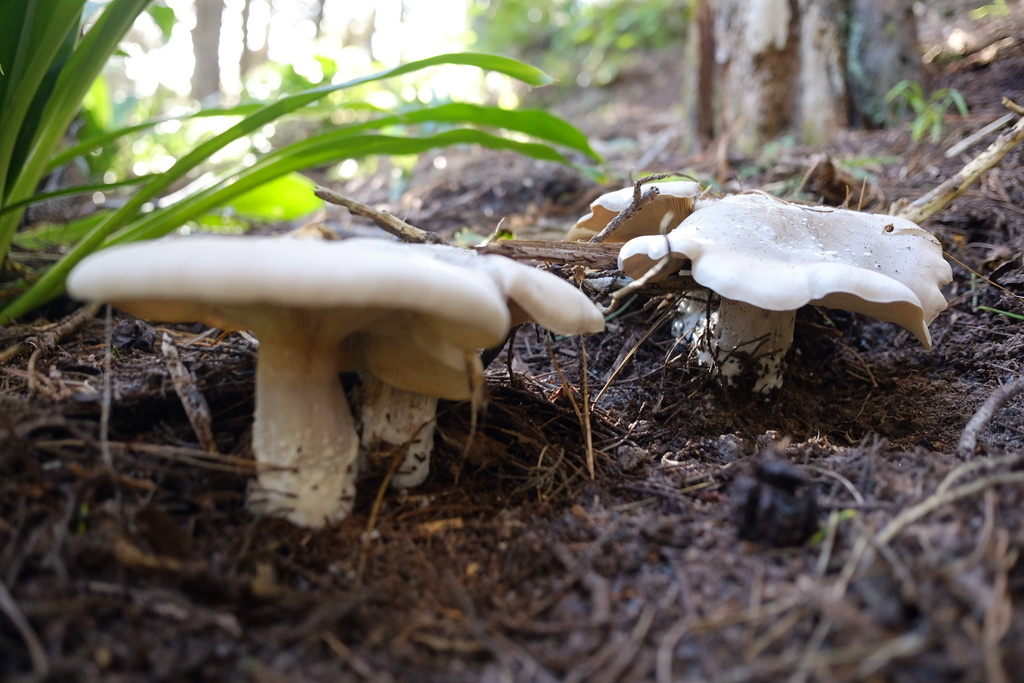 Clitocybe nebularis · May 2026 · photo: © stinkopotamus (iNaturalist, cc-by)