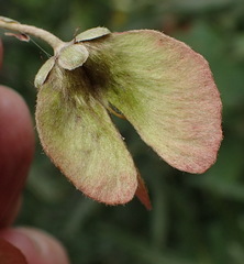 Sphedamnocarpus pruriens