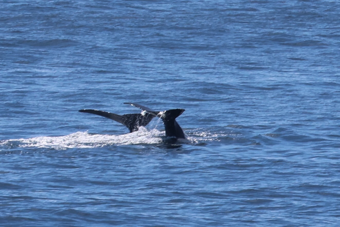 Physeter macrocephalus