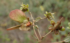 Sphedamnocarpus pruriens