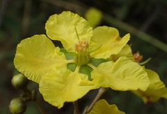 Sphedamnocarpus pruriens