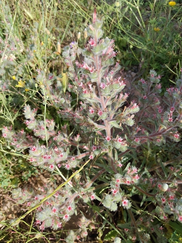 Echium asperrimum