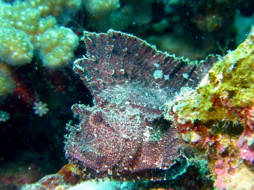 Leaf Scorpionfish (Taenianotus triacanthus)
