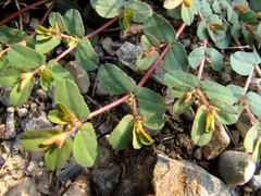 Euphorbia humifusa