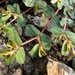 Euphorbia humifusa - Photo (c) Pyak Andrei, algunos derechos reservados (CC BY-NC), uploaded by Pyak Andrei