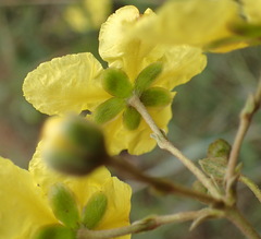 Sphedamnocarpus pruriens