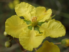 Sphedamnocarpus pruriens