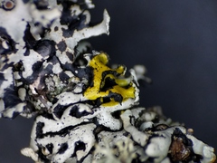 Hypogymnia incurvoides