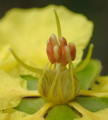 Sphedamnocarpus pruriens