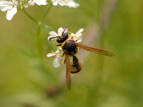 Cross Potter Wasp photo 3