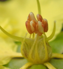 Sphedamnocarpus pruriens