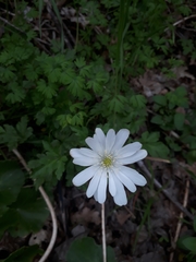 Anemonoides apennina