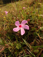Hibiscus costatus