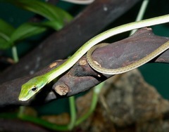 Burmese Vine Snake photo 1