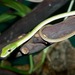 Burmese Vine Snake - Photo (c) Stan Shebs, some rights reserved (CC BY-SA)