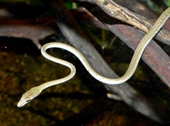 Burmese Vine Snake photo 2
