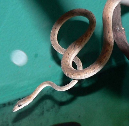 Burmese Vine Snake