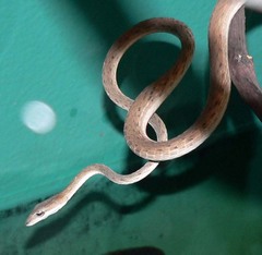 Burmese Vine Snake photo 3