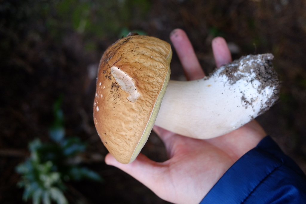 Boletus edulis · May 2026 · photo: © stinkopotamus (iNaturalist, cc-by)