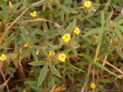 Dalbergieae