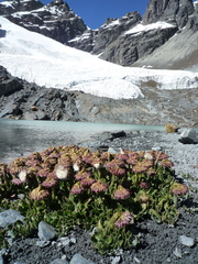 Senecio serratifolius