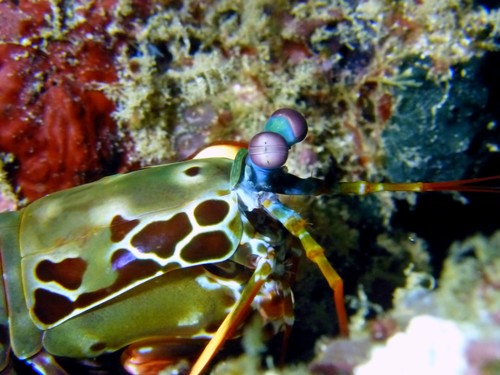 Peacock Mantis Shrimp (Odontodactylus scyllarus)
