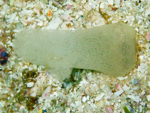 sand slug