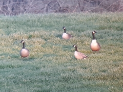 Branta hutchinsii hutchinsii