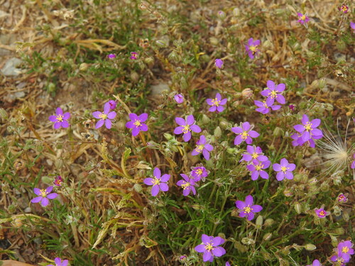 Spergularia purpurea, photograph 4