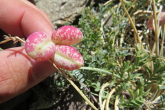 Hawaiian endemic pea (Astragalus arnottianus)