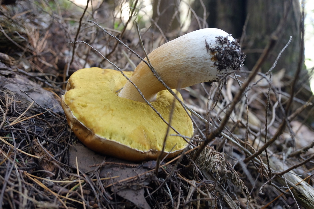 Boletus edulis · May 2026 · photo: © stinkopotamus (iNaturalist, cc-by)