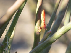 Euphorbia lomelii
