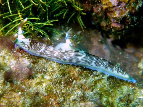 Lined Nembrotha — seen at this dive site