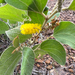 Acacia humifusa